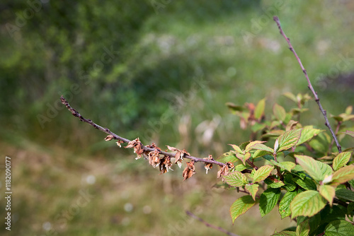 Monilial burn on blossom and twig blight of Nanking cherry tree or Prunus tomentosa, Cerasus tomentosa. Monilinia fructicola fungus plant pathogen causal agent of brown rot of stone fruits. photo