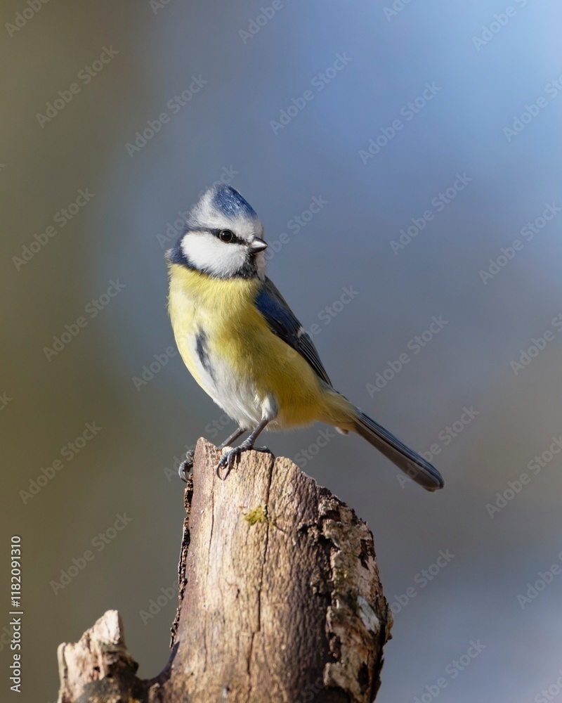 Fototapeta premium Blue Tit Perched on a Twig with a Blue Forest Background