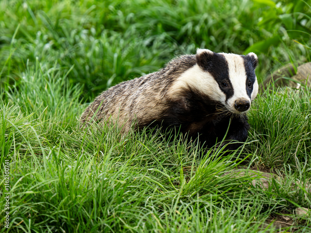 Close up of a Badger