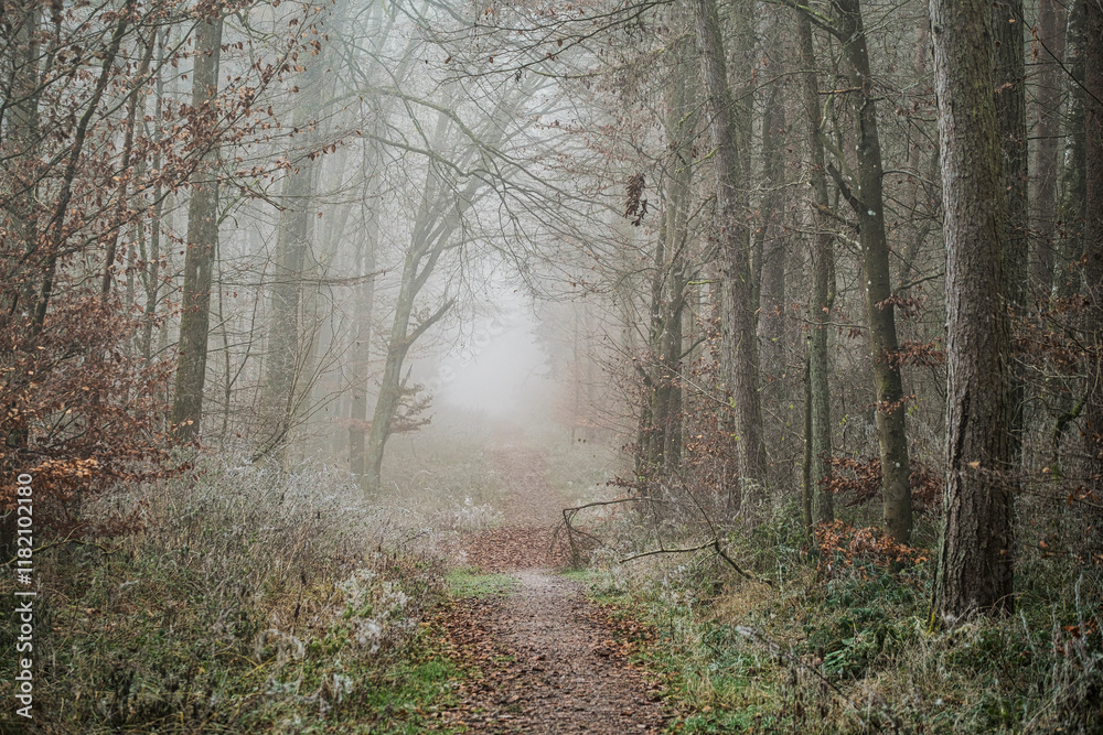 Fototapeta premium Thick fog in the forest in the Taunus on a winter day