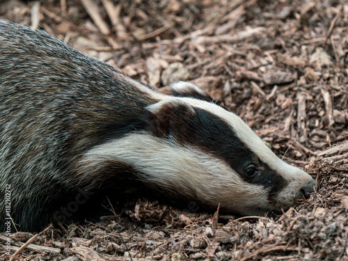 Close up of a Badger