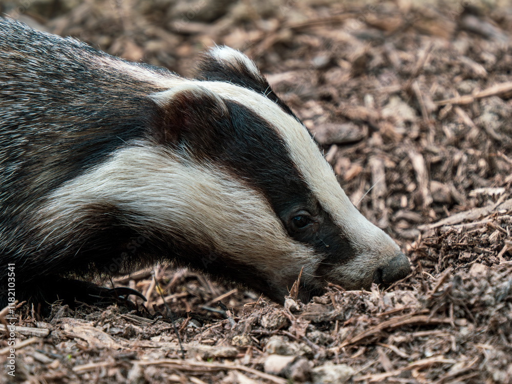 Close up of a Badger