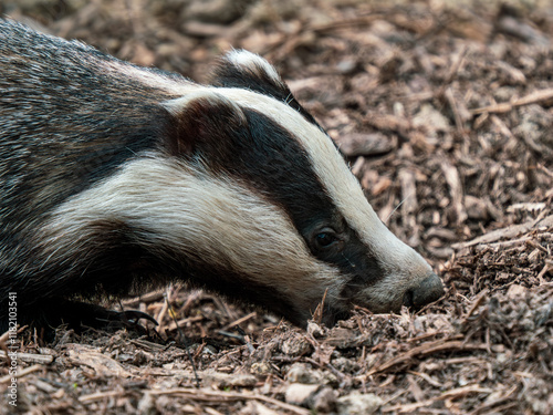 Obraz na płótnie Close up of a Badger w salonie