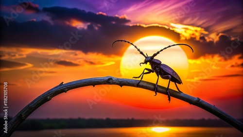 Silhouette of a Longhorn Beetle (Callidium violaceum) on a Branch at Sunset photo