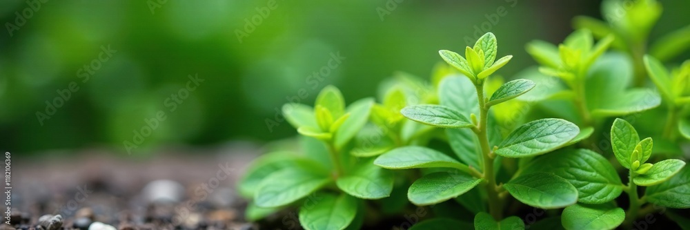 Low growing shrub with rounded leaves on a woody stem, garden, foliage, alpine mint bush Low growing shrub with rounded leaves on a woody stem, garden, foliage, alpine mint bush