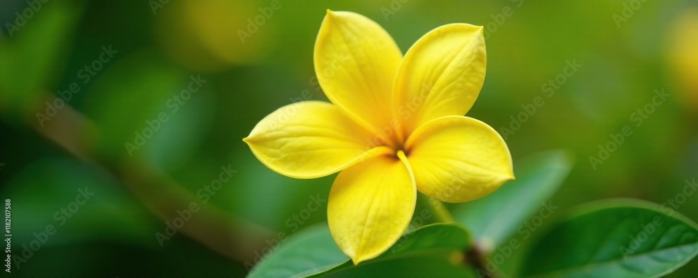 Delicate petals of a yellow jasmine flower unfolding, floral, spring Delicate petals of a yellow jasmine flower unfolding, floral, spring