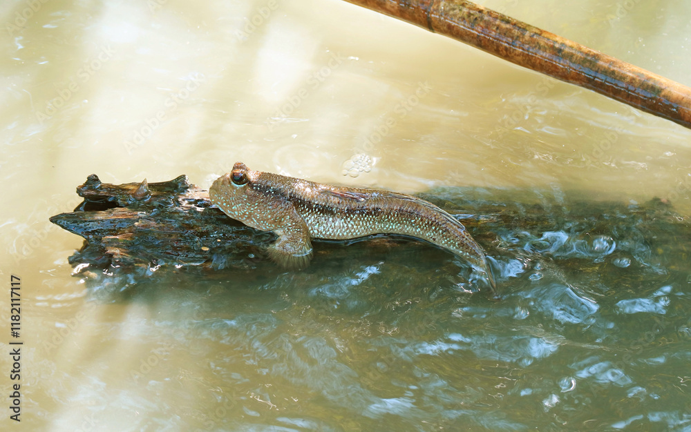 Obraz premium Mudskipper Relaxing on Mangrove Tree Branch, Central Region of Thailand