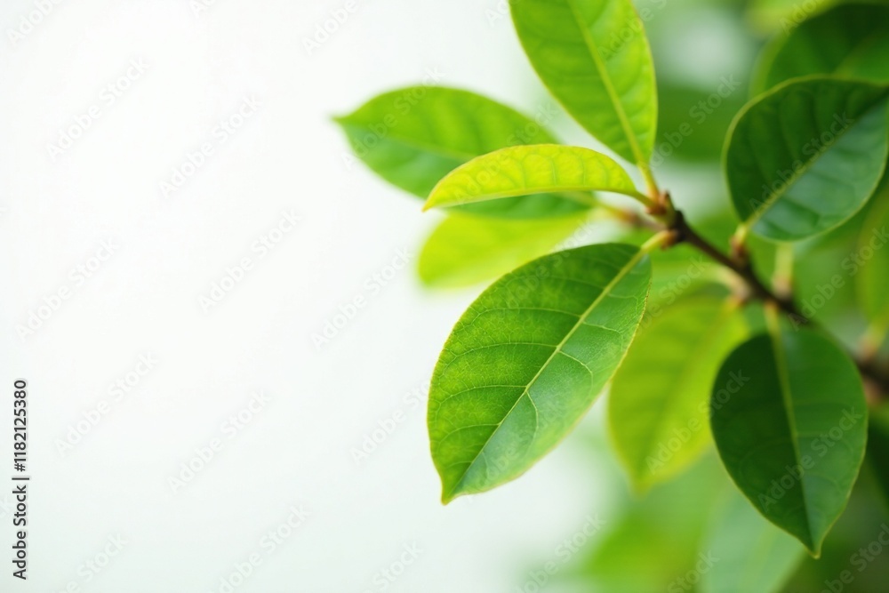 Macadamia tree leaves against a white background in focus, foliage, photography Macadamia tree leaves against a white background in focus, foliage, photography