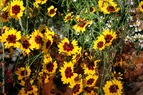 Patch of Dyer's Tickseed flowers, Derbyshire England
 photo