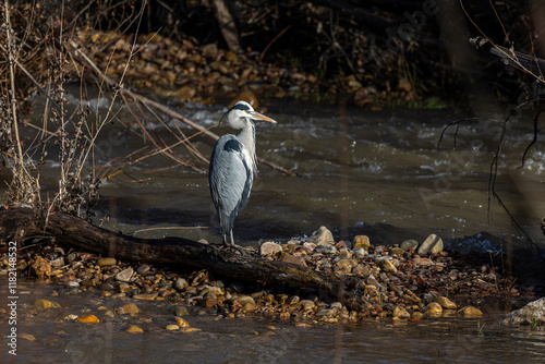 Ardea cinerea. Grey heron fishing on the banks of the Bernesga River, León, Spain. photo