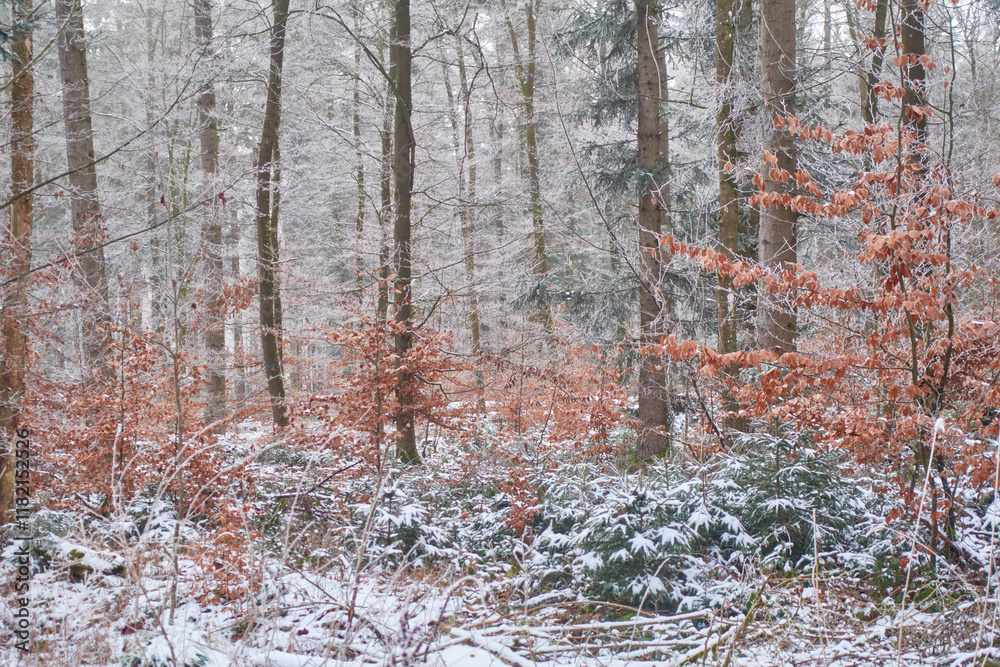 Fototapeta premium Winter landscape with first snow in the forest
