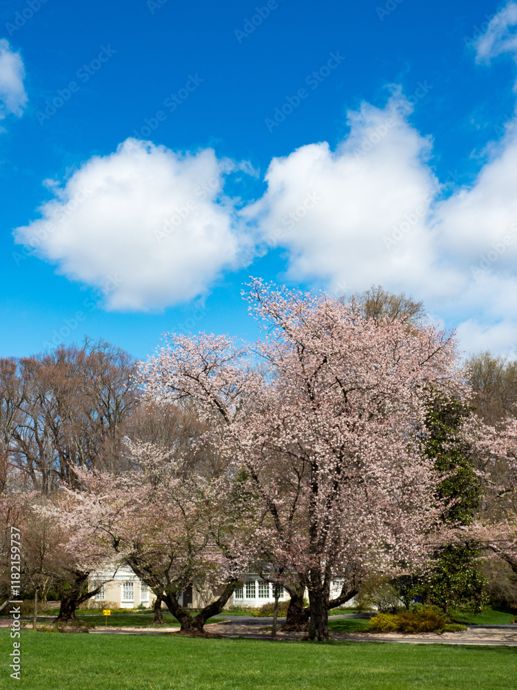 cherry blossom trees with puffy clouds in sky cherry blossom trees with puffy clouds in sky