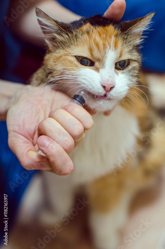 Owner's hands with syringe putting water into pet's mouth