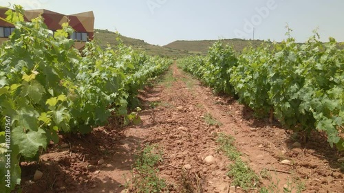 grape bushes. Vineyards in sunny weather