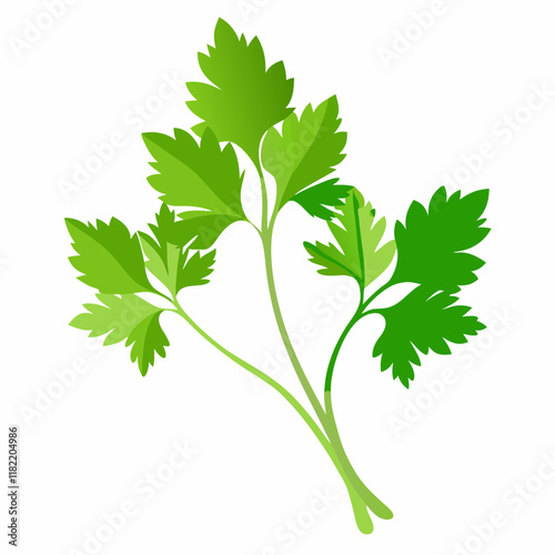 cilantro white background