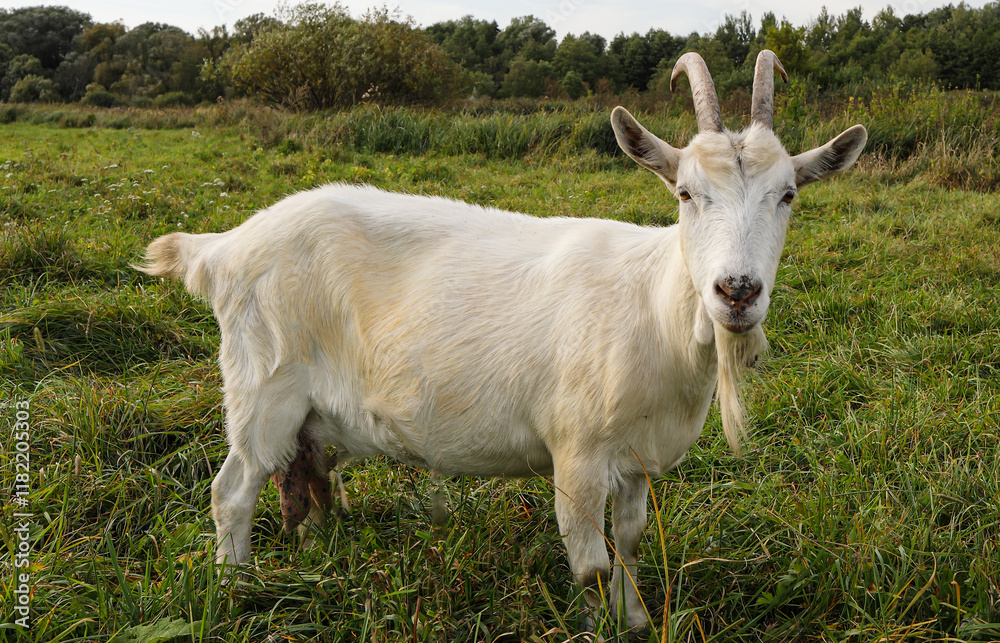 goat on the meadow, farm, domestic animals goat on the meadow, farm, domestic animals