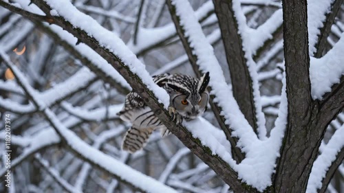 Owl perched on a snow-covered branch in a frosty forest photo