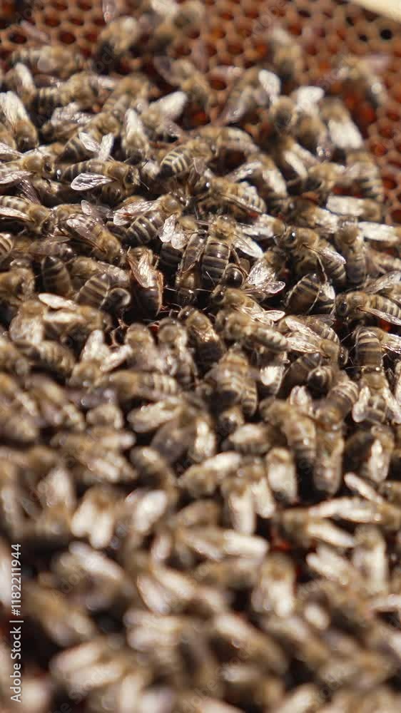 Frame with honey bees. Bees working on honeycomb. Many bees crawling on a frame carrying nectar to make honey. Close-up. Vertical video Frame with honey bees. Bees working on honeycomb. Many bees crawling on a frame carrying nectar to make honey. Close-up. Vertical video