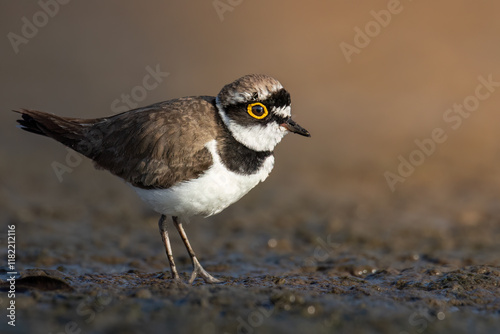 Konstfotografi Little ringed plover