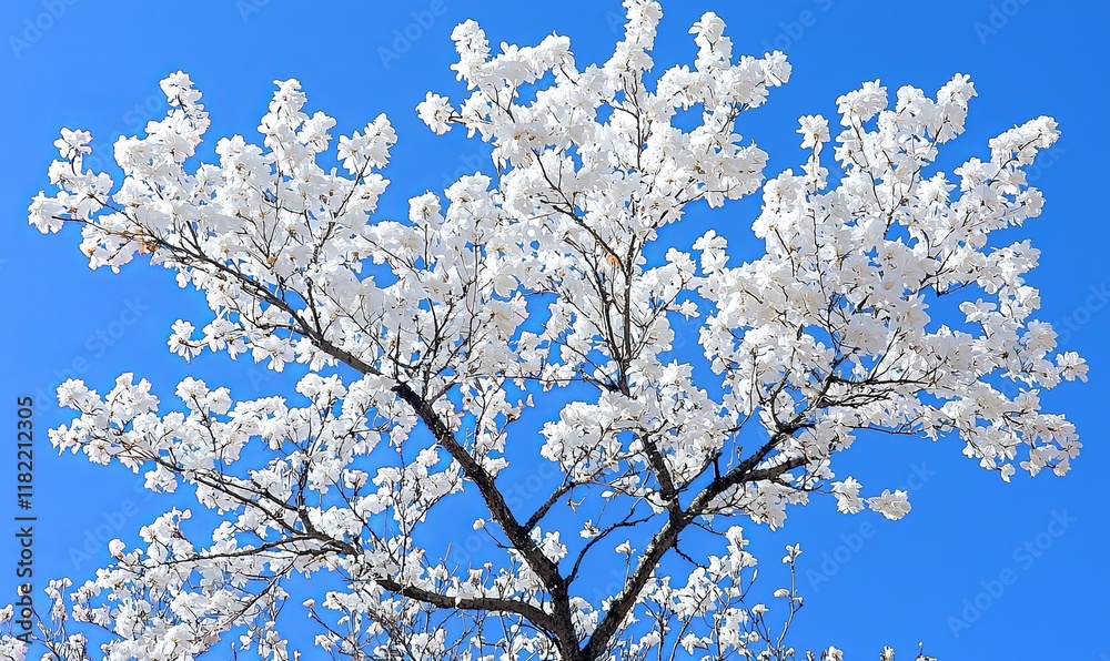 White cherry blossoms against a clear blue sky, ideal for spring themes. White cherry blossoms against a clear blue sky, ideal for spring themes.
