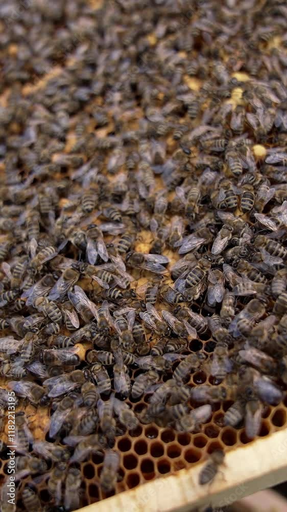 Busy bees sealing honeycombs. Frame full of bees working. Honey insects crawling on honeycomb filling cells with organic honey. Vertical video Busy bees sealing honeycombs. Frame full of bees working. Honey insects crawling on honeycomb filling cells with organic honey. Vertical video