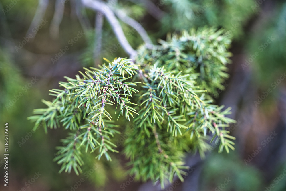 macro d une branche de sapin macro d une branche de sapin