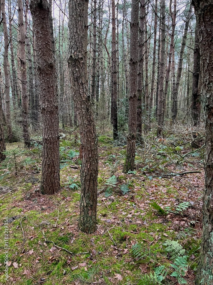 Obraz premium path in the woods