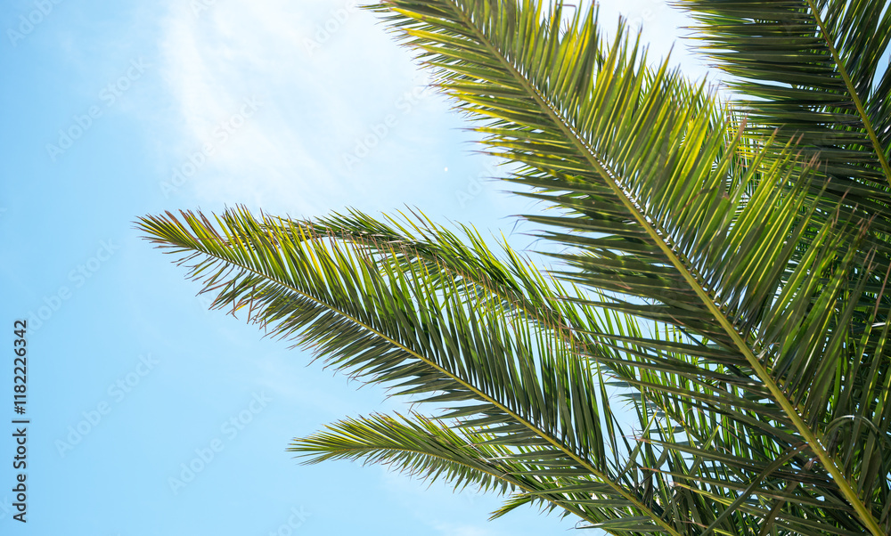 Fototapeta premium Bright green palm leaves stretch upwards on a sunny day against a bright blue sky.