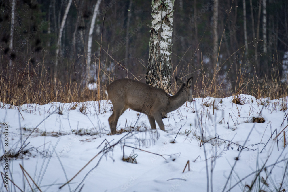 Fototapeta premium Deer in Winter Forest. .Wildlife in Snowy Woodland
