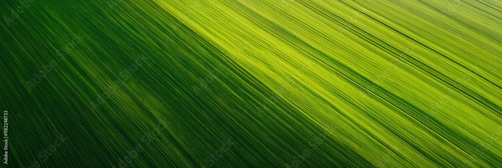 Aerial view of young wheat plants growing in diagonal lines, forming a striking geometric pattern in shades of green, representing sustainable agriculture Aerial view of young wheat plants growing in diagonal lines, forming a striking geometric pattern in shades of green, representing sustainable agriculture