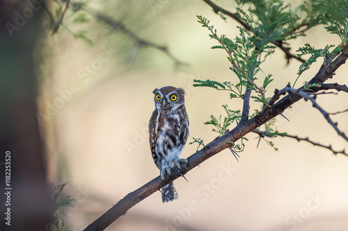 juvenile owl sitting perched in a thorn tree