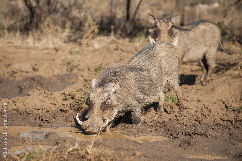 Warthog drinking water from a puddle Warthog drinking water from a puddle
