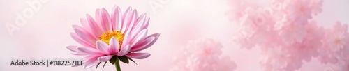 Delicate pink chrysanthemum flower on a white background, pink, texture