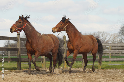 Two Horses Running in a Paddock