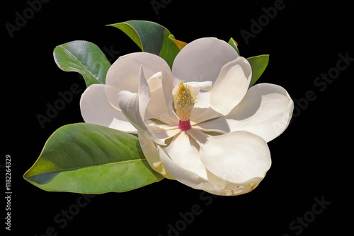Beautiful white flower of magnolia ( Magnolia grandiflora ) isolated on black background