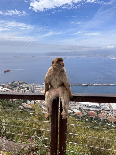 posing monkey