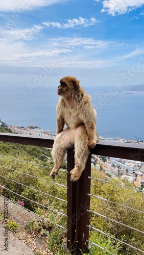 Photography posing monkey