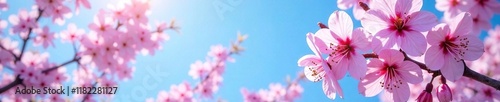 Soft pink petals of redbud tree against clear blue sky, tree,
