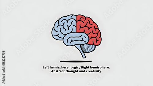 The Duality of the Human Brain: Exploring the Left and Right Hemispheres and Their Functions Beyond Simplistic Understanding photo