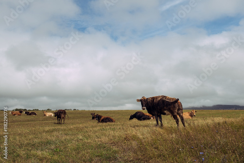 Cows grazing green fields in the countryside