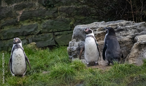 captive animals in a zoo