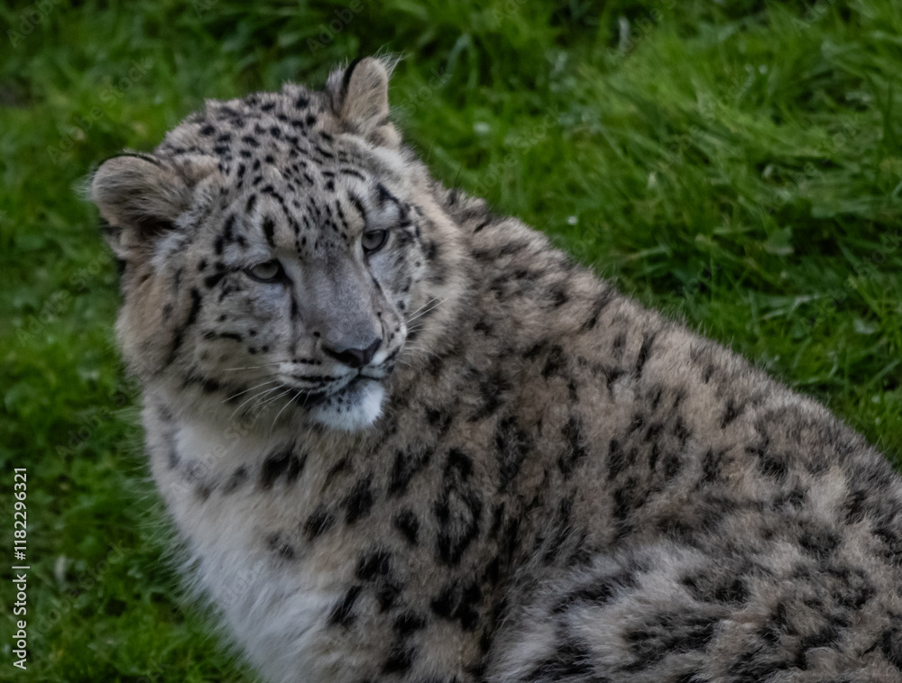 Naklejka premium Snow Leoard cub captive animals in a zoo