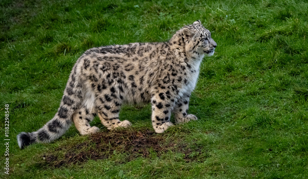Snow Leoard cub captive animals in a zoo Snow Leoard cub captive animals in a zoo