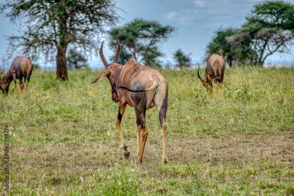 Obraz premium The topi, korrigum, or tiang (Damaliscus korrigum) is a species of artiodactyl mammal belonging to the Bovidae family.