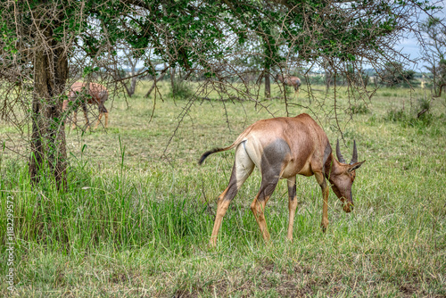 The topi, korrigum, or tiang (Damaliscus korrigum) is a species of artiodactyl mammal belonging to the Bovidae family. photo