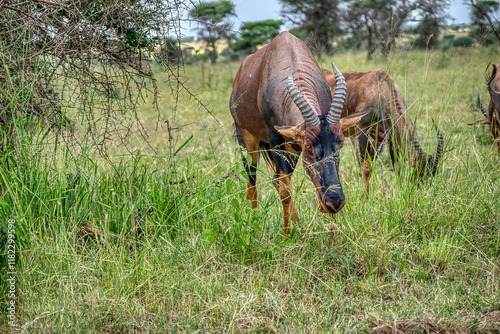 The topi, korrigum, or tiang (Damaliscus korrigum) is a species of artiodactyl mammal belonging to the Bovidae family. photo