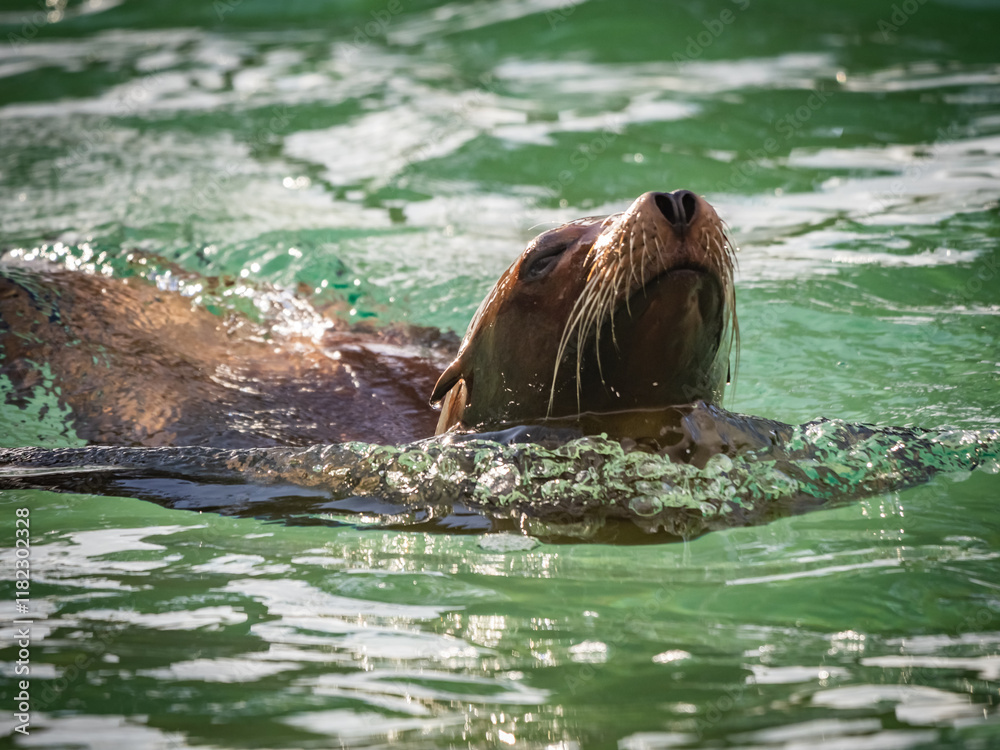Fototapeta premium captive animals in a zoo