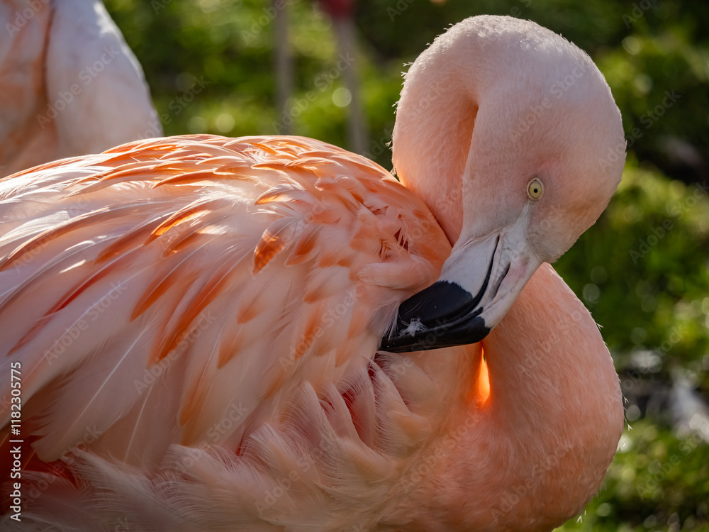 Fototapeta premium Pink Flamingo bird - captive animals in a zoo