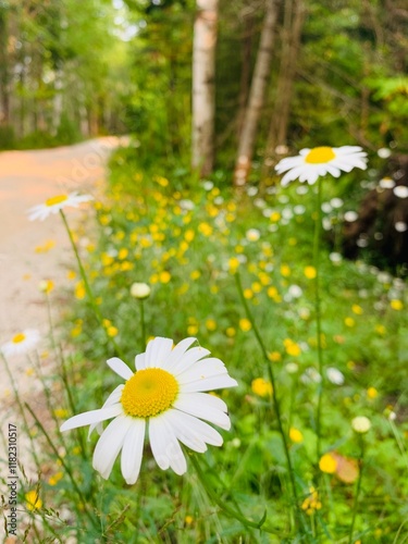 Wildflower pathway