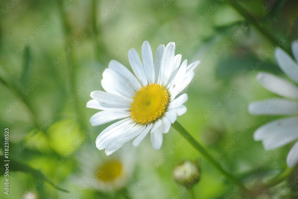Fototapeta premium White daisy